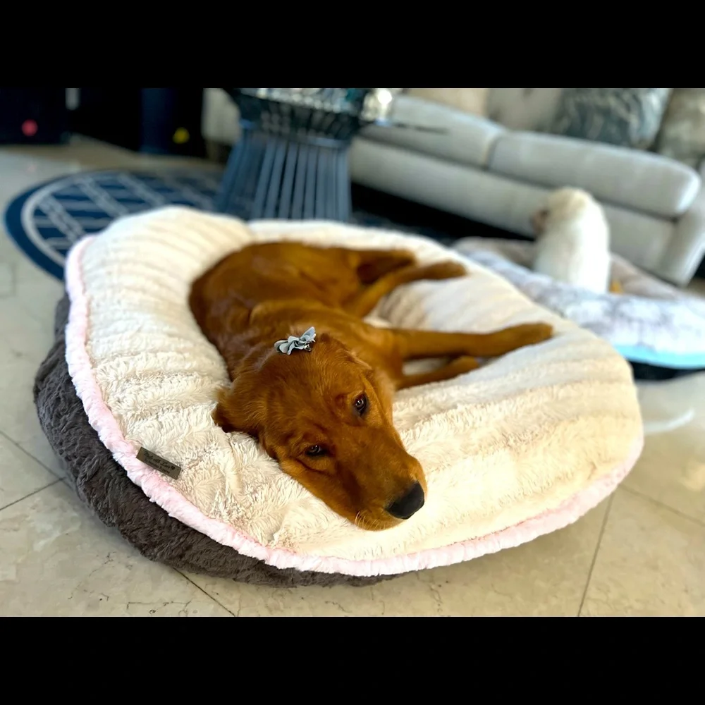 Made with Love by Morales Puppies 🐾♥️ beds 🛌 and blankets 🐶